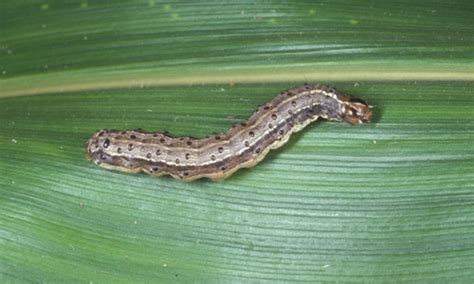 Fall Armyworm Spodoptera Frugiperda Je Smith