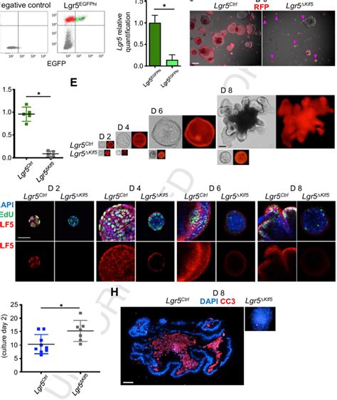 Loss Of Klf In Lgr Egfpd Cells Impairs Clonal Expansion Of Iscs In D