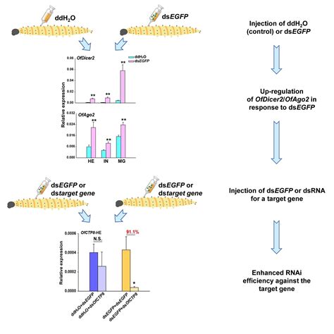 Insects Free Full Text Increased Rnai Efficiency By Dsegfp Induced