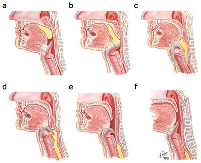 Muscles Of The Soft Palate Lateral View