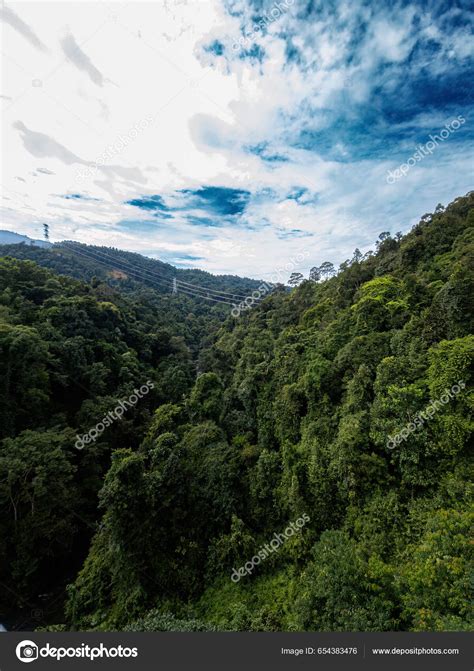 Beautiful Rainforest Trees Biodiversity Malaysia Stock Photo by ...