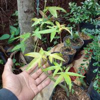 Jual Pohon Maple Terbaik Harga Murah Januari Cicil