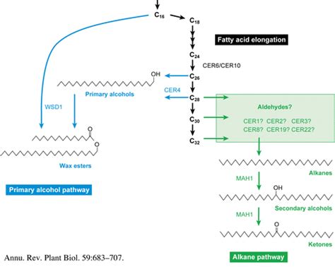 Biosynthesis And Secretion Of Cuticular Wax Kunst Lab