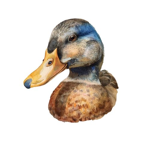 Premium Vector Duck Head Vector Illustration In Watercolour Style