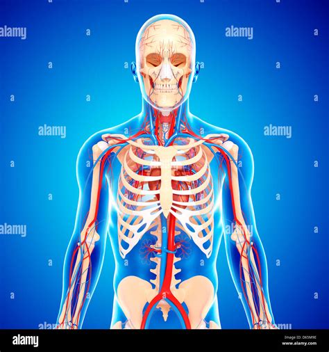 Upper Body Anatomy Artwork Stock Photo Alamy