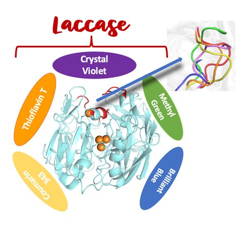 Substrate Promiscuity Of Fungi Generated Enzyme Laccase Shows Potential