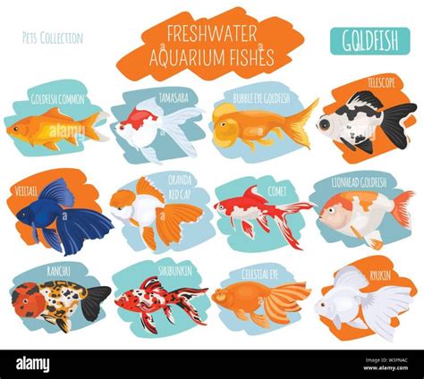 Types of Aquarium Fish - Infographic