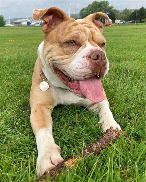 English Bulldog Mixes: 36 Adorable Crossbreeds (With Pictures)