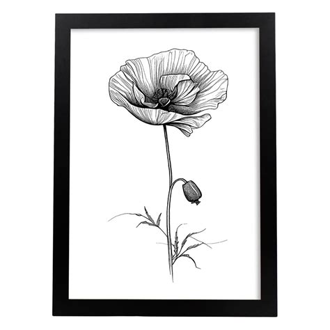 Nacnic Coquelicot Illustration D Affiche Botanique De Fleur Noire Et