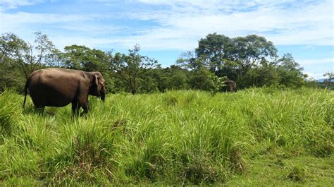 Bentang Alam Seblat Berkurang Hektare Habitat Gajah Sumatera