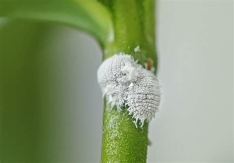 How To Identify And Control Mealybugs Garden Design