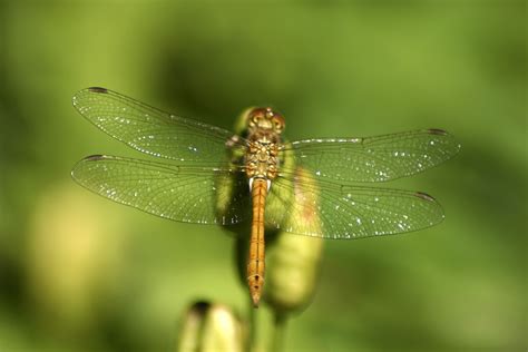 무료 이미지 자연 비행 사진술 녹색 동물 상 무척추 동물 닫다 잠자리 Damselfly 흐로 닝언 매크로