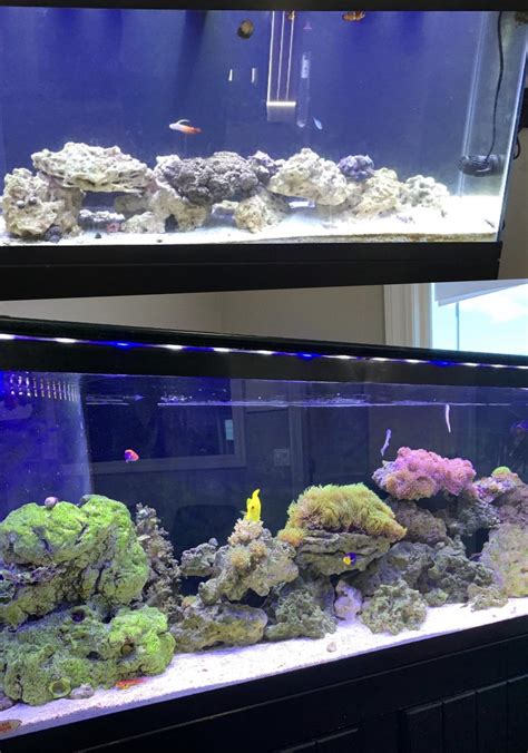 First post, and first Saltwater setup. Come a long way, and it’s ...