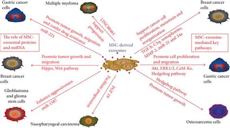 Promotional Roles Of Msc Derived Exosomes In Tumors Msc Derived