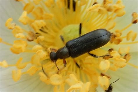 Mattschwarzer Blütenbock Grammoptera ruficornis Mattschw Flickr