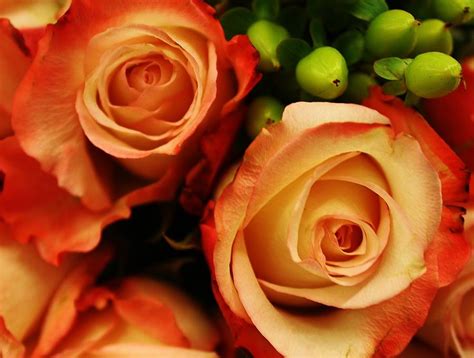 Rustic Roses Photograph By Bruce Bley