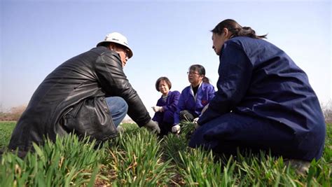 陕西韩城西庄：科学种植 试验田为粮食产业发展奠基 三农 人民周刊网—主流舆论融合传播平台