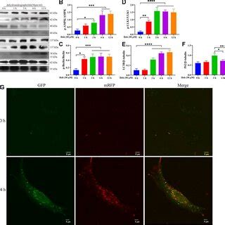 Deh Promotes Autophagy By Phosphorylating AMPK Beclin And ULK1 A F