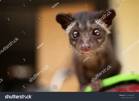 Civet Cat: Over 1,499 Royalty-Free Licensable Stock Photos | Shutterstock