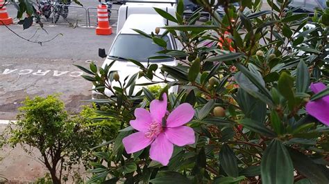 Manacá da Serra Tibouchina mutabilis Vell Cogn Leitura na