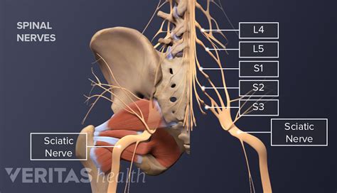 Sciatic Nerve Anatomy Spine-health, 59% OFF