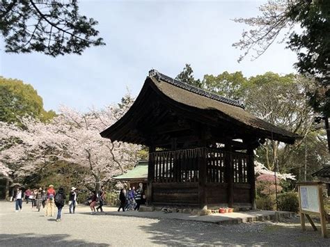 『桜満開 大津 長等公園～三井寺～琵琶湖疎水を歩いてきました。』大津滋賀県の旅行記・ブログ By Olive26さん【フォートラベル】