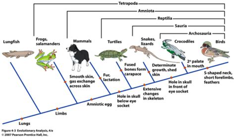 Lab Dichotomous Keys And Phylogenetic Trees Flashcards Quizlet