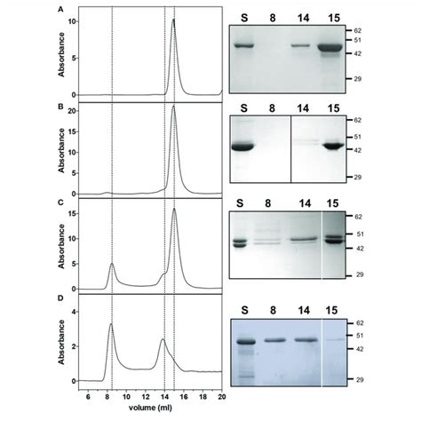 | Purification of HemA-HemL complex. (A) SDS-PAGE analysis of fractions... | Download Scientific ...