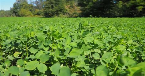 green manure definition  examples giy plants