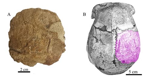 Descubren fragmento de cráneo humano fosilizado cerca de Sitio del