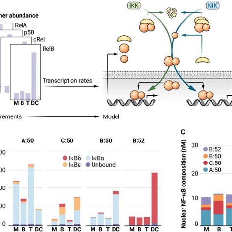 Cell Type Specific Nf κb Repertoires Generated By Cell Type Specific