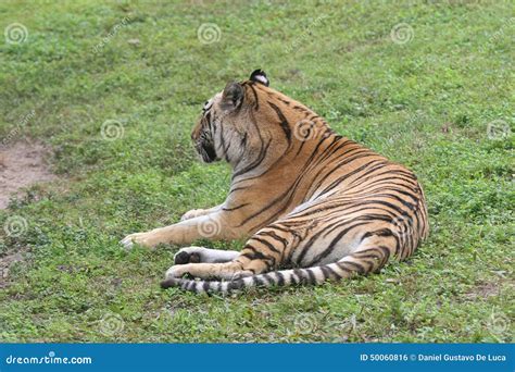 Tiger Laying On The Grass In Africa Stock Photo Image Of Laying