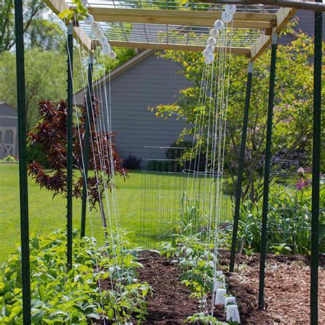 Diy Tomato Trellis Ideas To Provide Support And Style In Your Garden