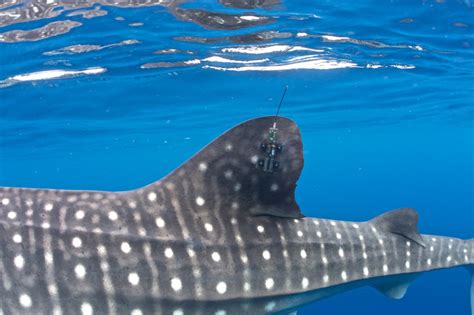 Whale Shark With Tracker Image Eurekalert Science News Releases