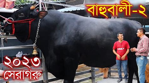 ২০২৩ কোরবানির সেরা গরু বাহুবালী 2 হতে পারে কেরানীগঞ্জ এর বড় গরু