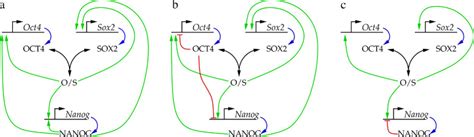 Suggested Interactions Of The Nanog Oct4 Sox2 Core Module Of Download Scientific Diagram