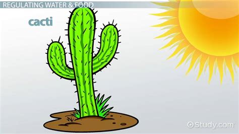 Homeostasis in Plants | Regulation, Importance & Examples - Lesson ...