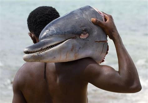 Matanza Sangrienta De Los Ballenas Y Tiburones En Groenlandia Spanish