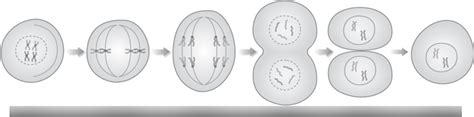 Diagram of Mitosis labeling | Quizlet