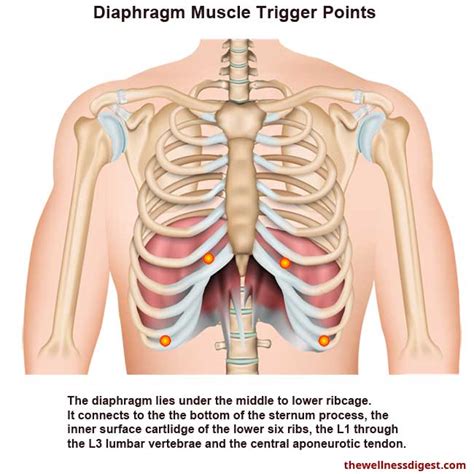 Diaphragm Muscle: Chest Pain, Rib Pain, Difficulty Breathing - The ...