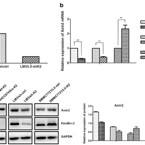 Knockdown Of Kindlin 2 Inhibits Axin2 Expression In Hcc Cells A The