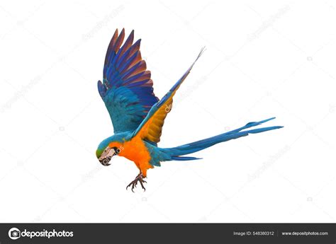 Beautiful Macaw Parrot Flying Isolated White — Stock Photo ...