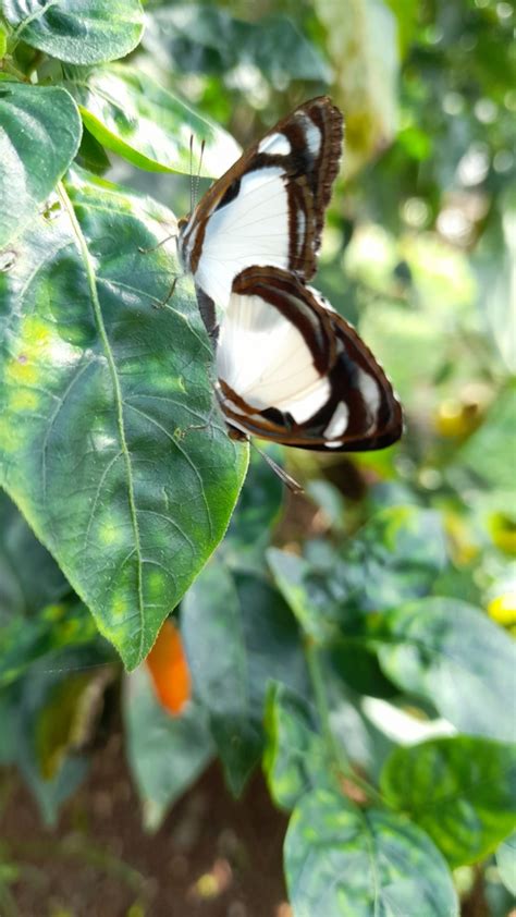 Dynamine athemon from La Chorrera District Panamá Oeste Province