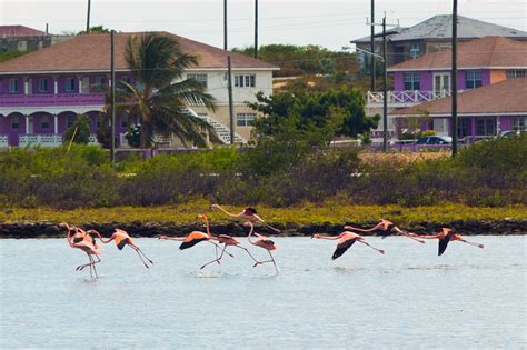 Beautiful flamingos taking flight - it's all part of the South Caicos # ...