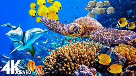 Hours Of K Underwater Wonders Relaxing Music Coral Reefs