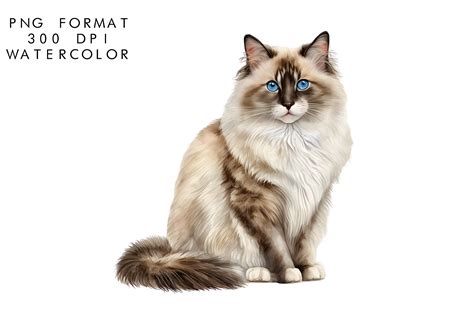 Watercolor Ragdoll Cat Clipart Graphic By Watercolorbykr Creative Fabrica