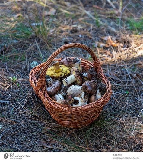 Essbare Waldpilze In Einem Braunen Weidenkorb Ein Lizenzfreies Stock