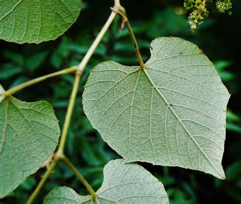 nc common wetland plants guide vitis cinerea