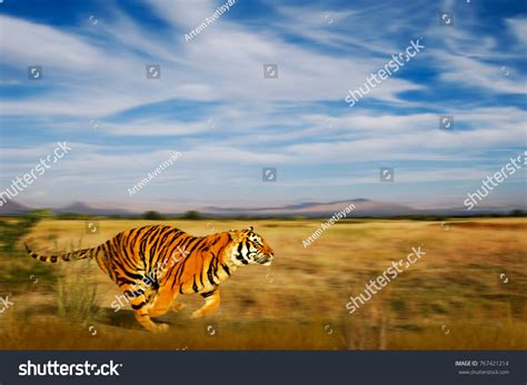 3,836 Tiger Motion Images, Stock Photos & Vectors | Shutterstock