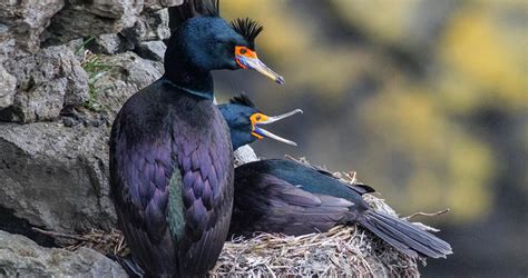 Red Faced Cormorant Identification All About Birds Cornell Lab Of Ornithology